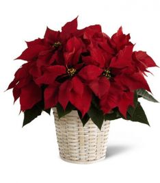 Red Poinsettia Basket (small)