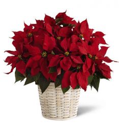 Red Poinsettia Basket (large)