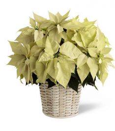 Whitepoinsettia Basket (large)