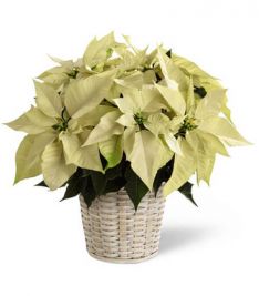 Whitepoinsettia Basket (small)