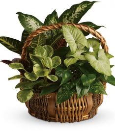 Emerald Garden Basket